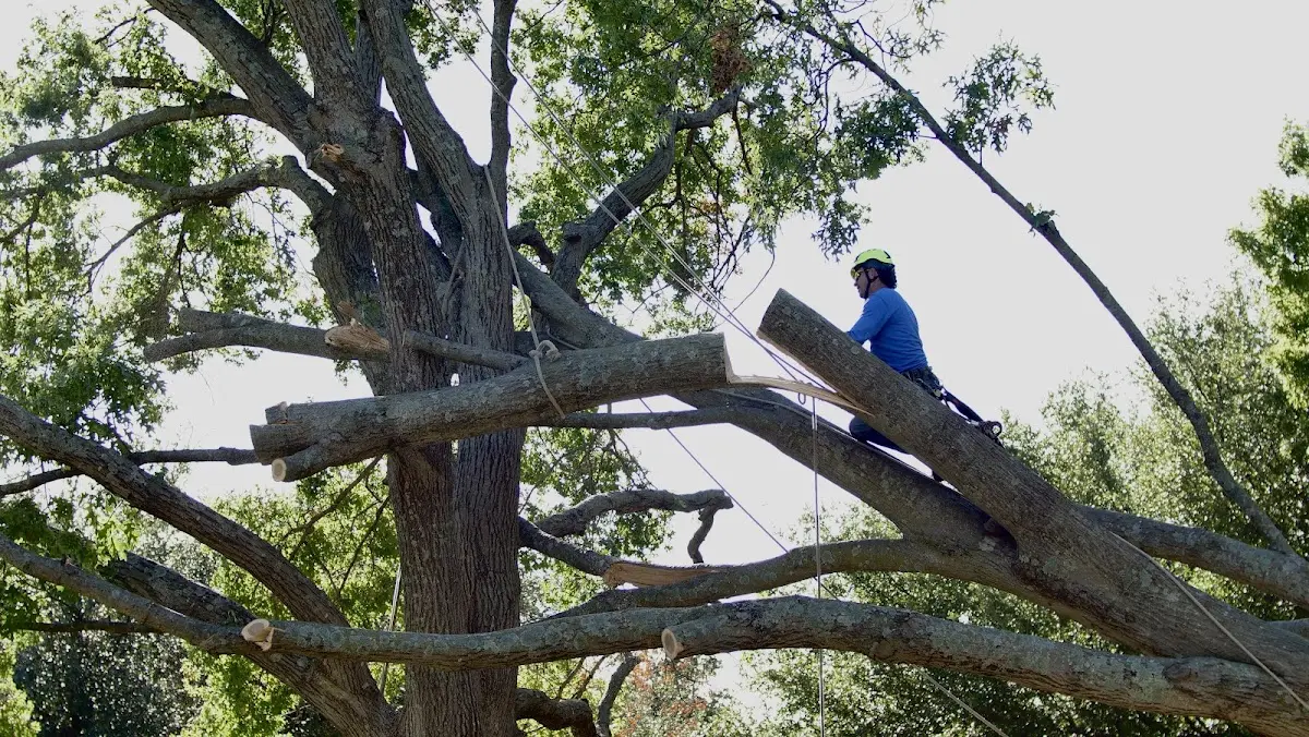 Professional Hazardous Tree Removal performed by certified arborists in Chamberlain